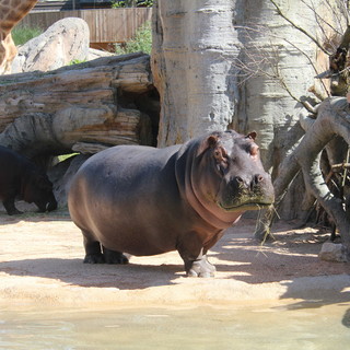 Il Bioparco Zoom dice addio all’ippopotamo Lisa