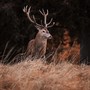 In Val Pellice i cacciatori accompagnano all’ascolto del bramito del ‘Re del bosco’