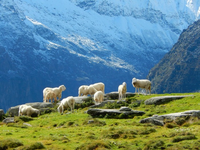 Blue Tongue, in Piemonte in arrivo il nuovo piano vaccinale