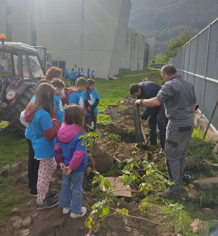 La piantumazione degli alberi al palazzetto del ghiaccio di Torre Pellice