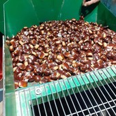 La stagione delle castagne è ‘troppo silenziosa’ in Val Pellice