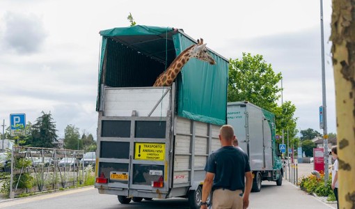 Due giraffe si traferiscono al Bioparco di Zoom: il trasporto eccezionale dalla Svizzera