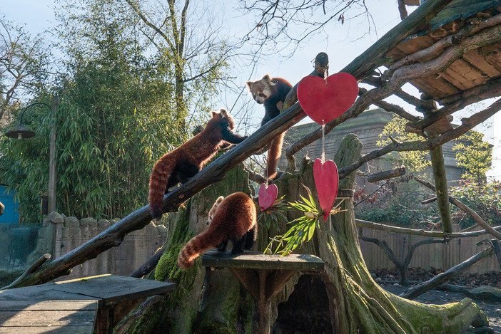 Tashi, il cucciolo di Panda rosso è uscito dalla sua tana