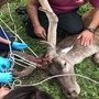 animale ferito e soccorso da mani umane