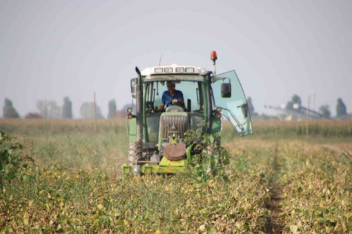 Clima pazzo e nuove sfide colpiscono l'agricoltura: in dieci anni perse quasi 18mila aziende in Piemonte