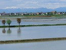 campo coltivato pieno d'acqua