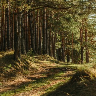 bosco e alberi