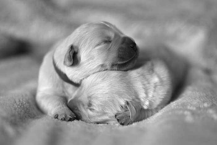 I cuccioli portano ‘I venerdì di primavera’ allo Spazio Campana