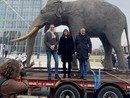 Il tour dell'elefante Fritz si conclude in piazza Castello: venerdì la riapertura del Museo di Scienze Naturali