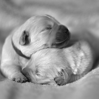 I cuccioli portano ‘I venerdì di primavera’ allo Spazio Campana