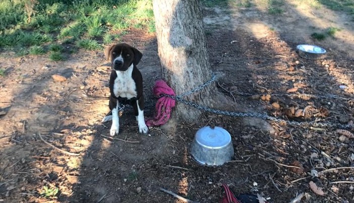 Cumiana, cani rinchiusi in una villa senza cibo né acqua salvati dai Carabinieri e Stradale