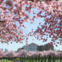 Meteo, con un po' di ritardo ecco che si affaccia la primavera