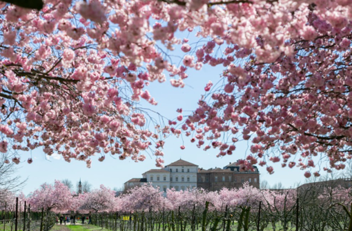 Meteo, con un po' di ritardo ecco che si affaccia la primavera