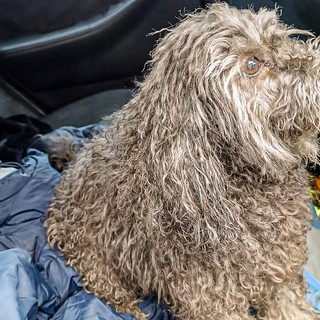 Incendio a Campiglione Fenile: i vigili del fuoco salvano due cani, ma un terzo muore per i fumi inalati