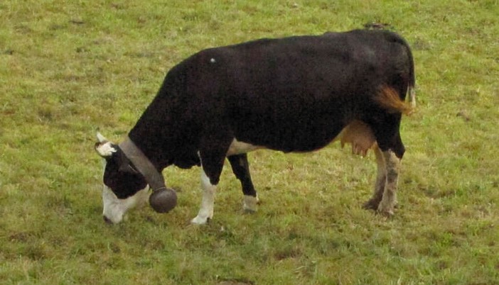 San Germano Chisone in festa tra bestiame e solidarietà