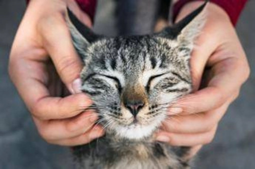 Giornata del Gatto, la passione non conosce confini: ecco i cantanti, attori e registi 'pazzi' per i felini